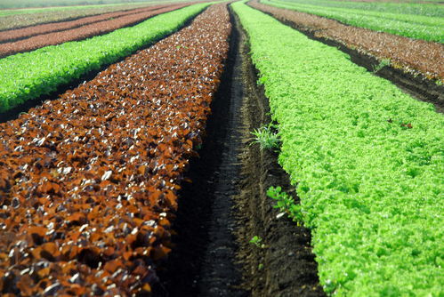 提升農(nóng)產(chǎn)品安全與質(zhì)量 土流網(wǎng)在農(nóng)業(yè)現(xiàn)代化中的關(guān)鍵作用